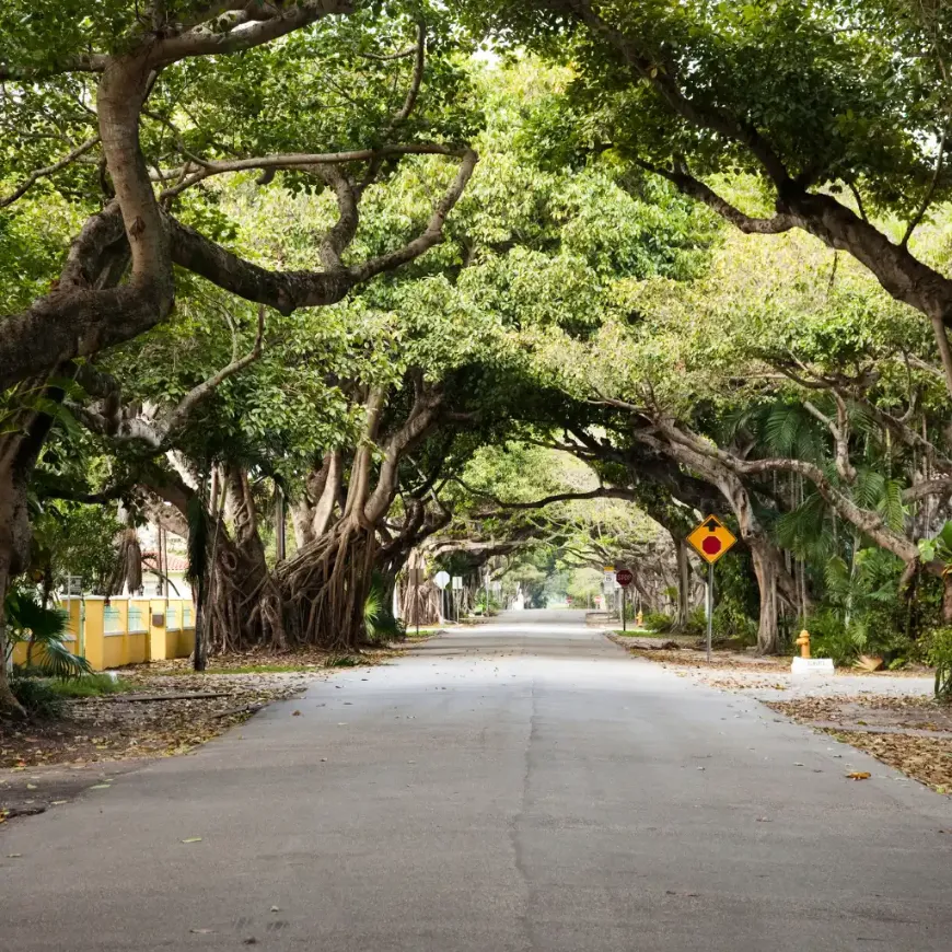 Miami, Florida tree canopy road to Bill Baggs picnic spot on scenic drive