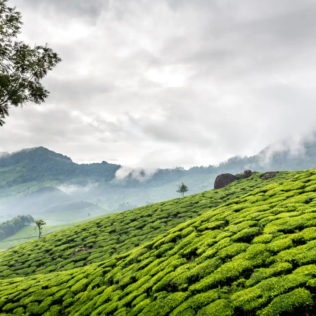 Munnar Tea Estates lush green plantations on misty rolling hills in Kerala