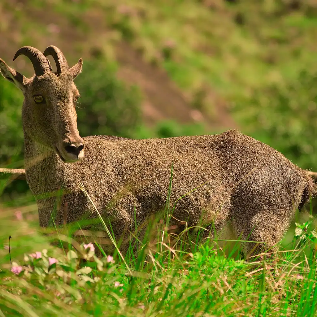 Nilgiri Tahr in Eravikulam grasslands, Kerala hills