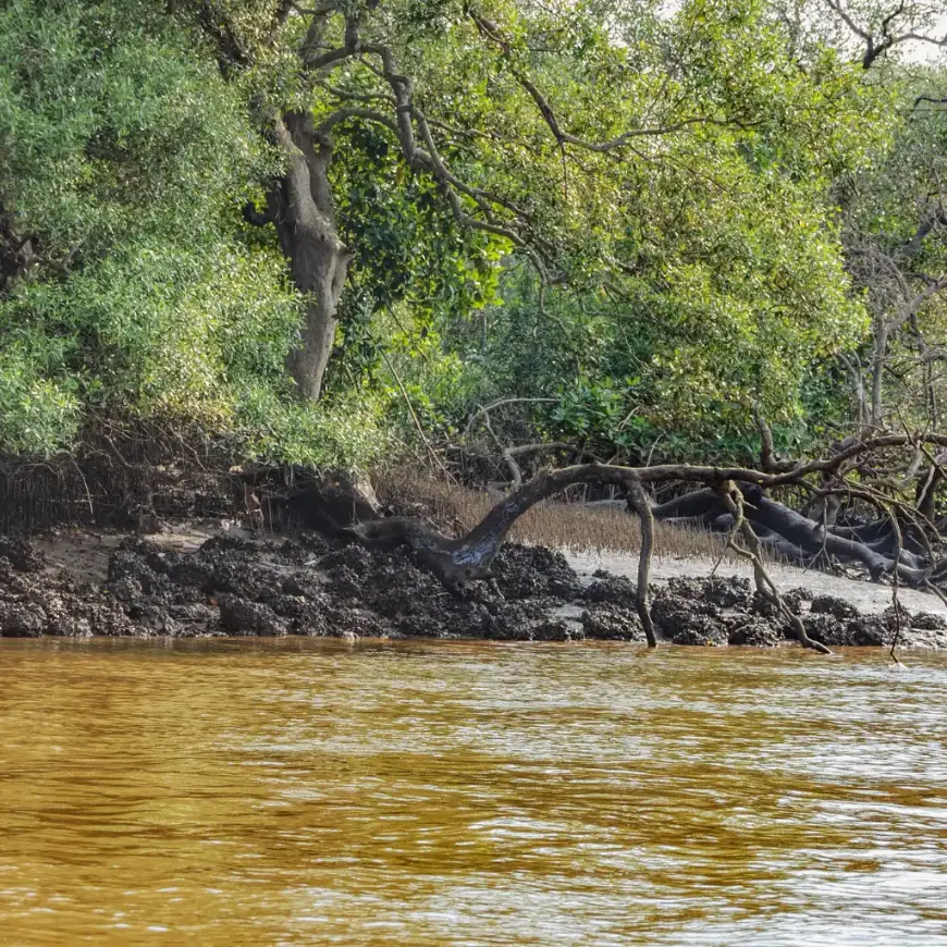 Salim Ali Bird Sanctuary Goa river mangroves perfect for spotting kingfishers
