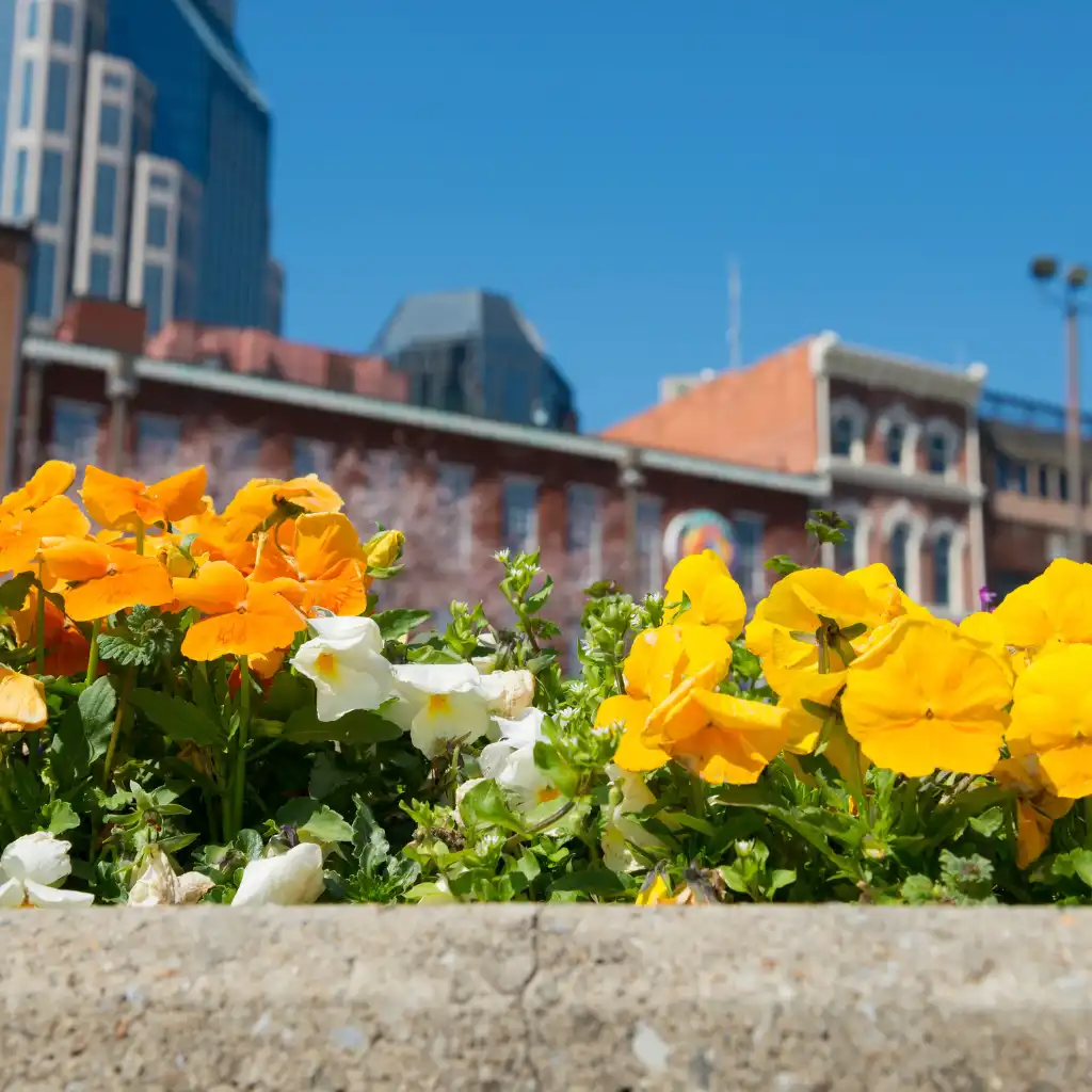 Spring in Nashville vibrant orange yellow flowers blooming downtown with city skyline
