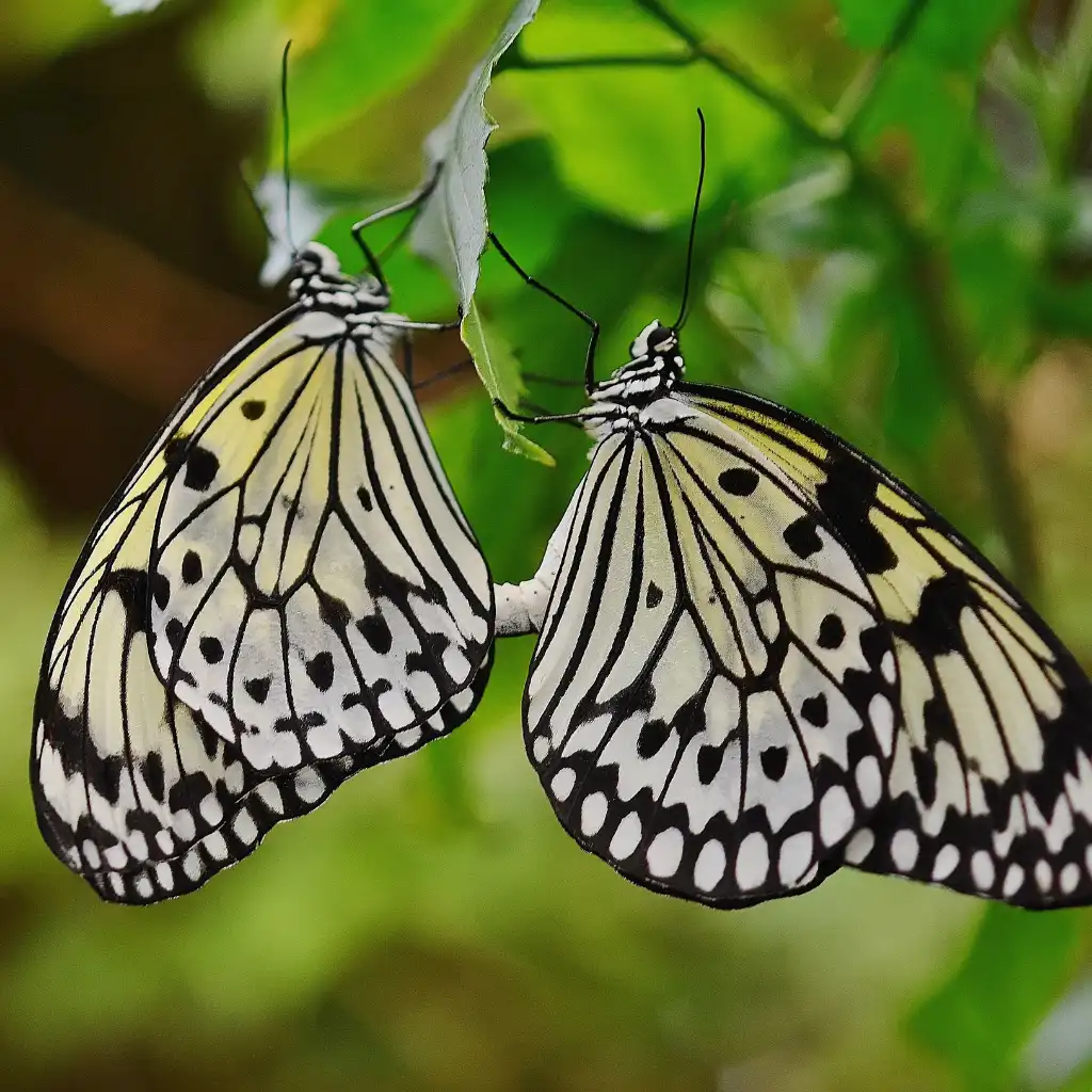 Two butterflies on leaf at Ponda Butterfly Conservatory Goa