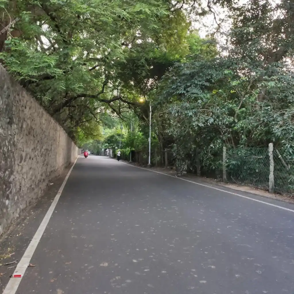 Blue Cross Road Stretch Chennai: scenic tree-canopied drive with stone walls and lush greenery