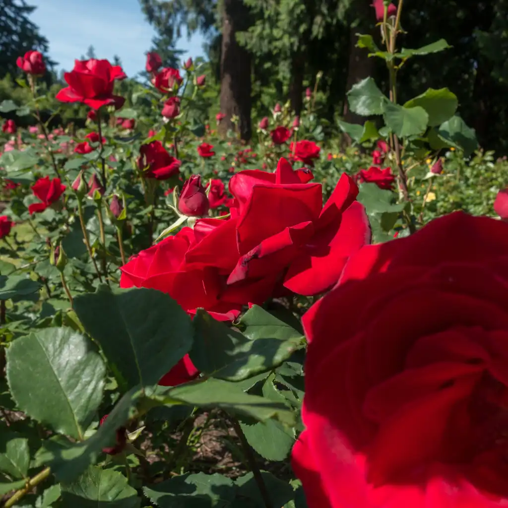 Vibrant red roses blooming at International Rose Test Garden Portland Washington Park