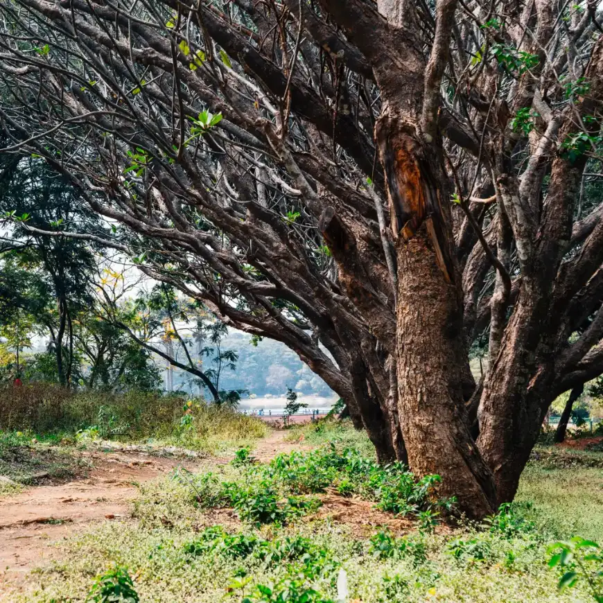 Lalbagh Botanical Garden Bengaluru ancient tree with sprawling branches along a dirt path