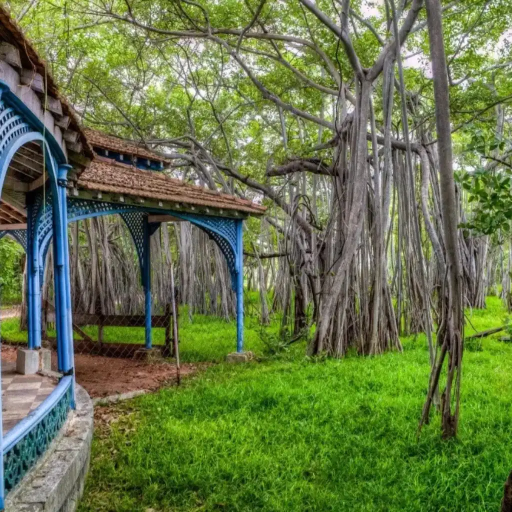 Huddleston Gardens Chennai blue pavilion amid towering banyan trees and lush green lawns