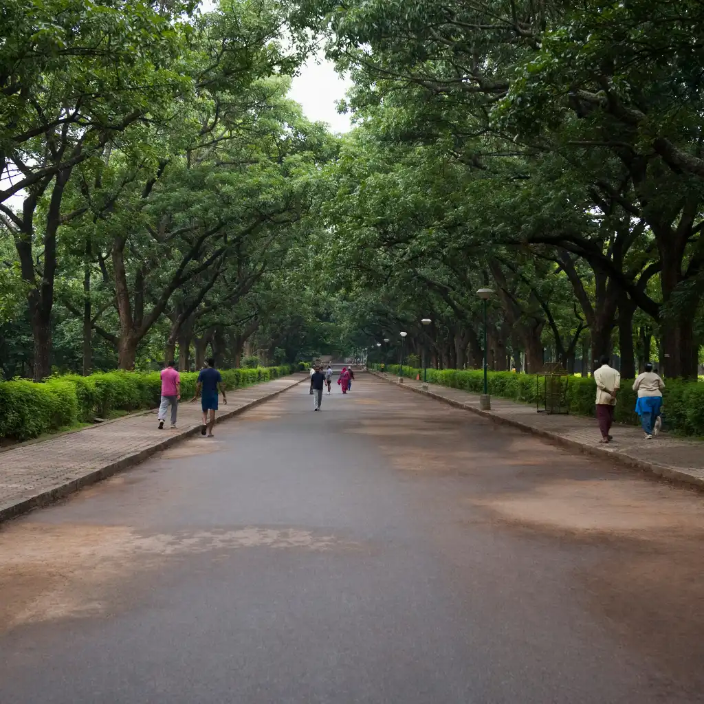 People strolling under tall trees on a wide path in Cubbon Park, Bengaluru
