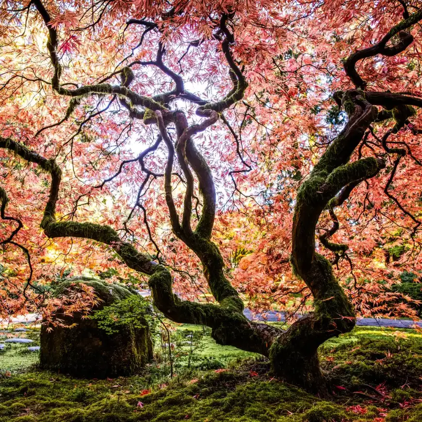 Portland Japanese Garden mossy Japanese maple with twisted branches and red autumn leaves