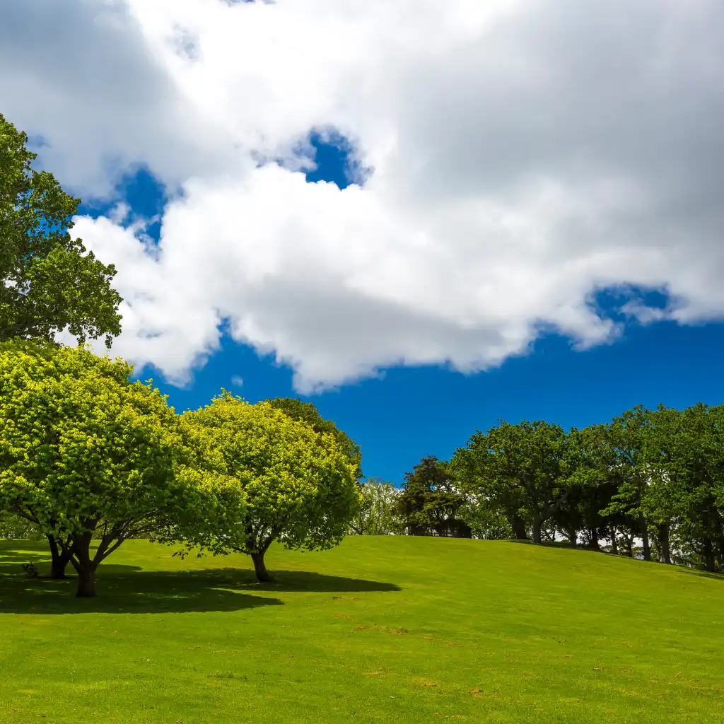 Auckland Domain lush green lawns and trees under blue sky for a sunny walk
