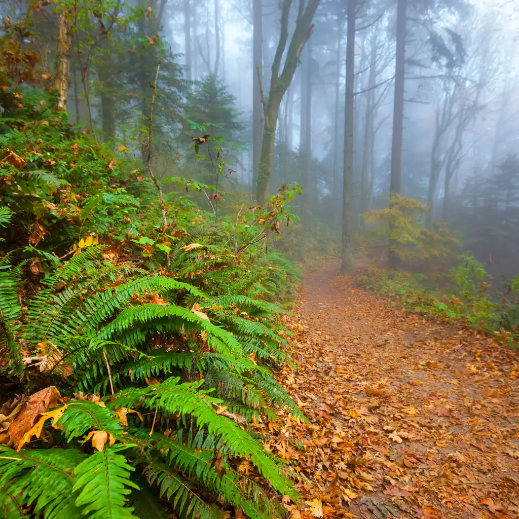 Forest Park Portland foggy trail with ferns and autumn leaves on path