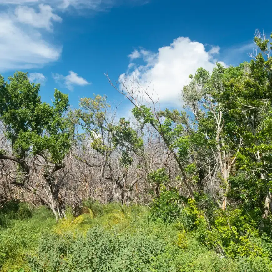 Long Key State Park Florida dense green trees and foliage under bright blue sky with clouds