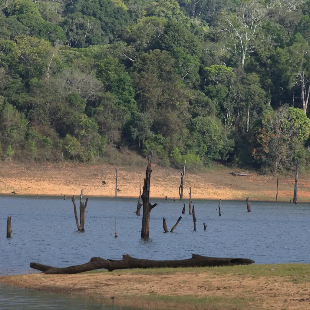 Periyar National Park Kerala lake with submerged trees and dense forest backdrop