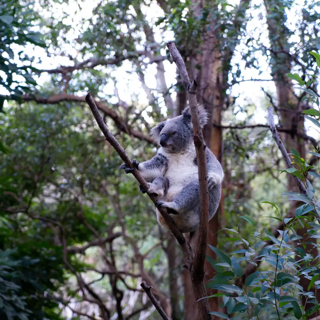 Koala resting on a tree branch at Currumbin Wildlife Sanctuary, Gold Coast