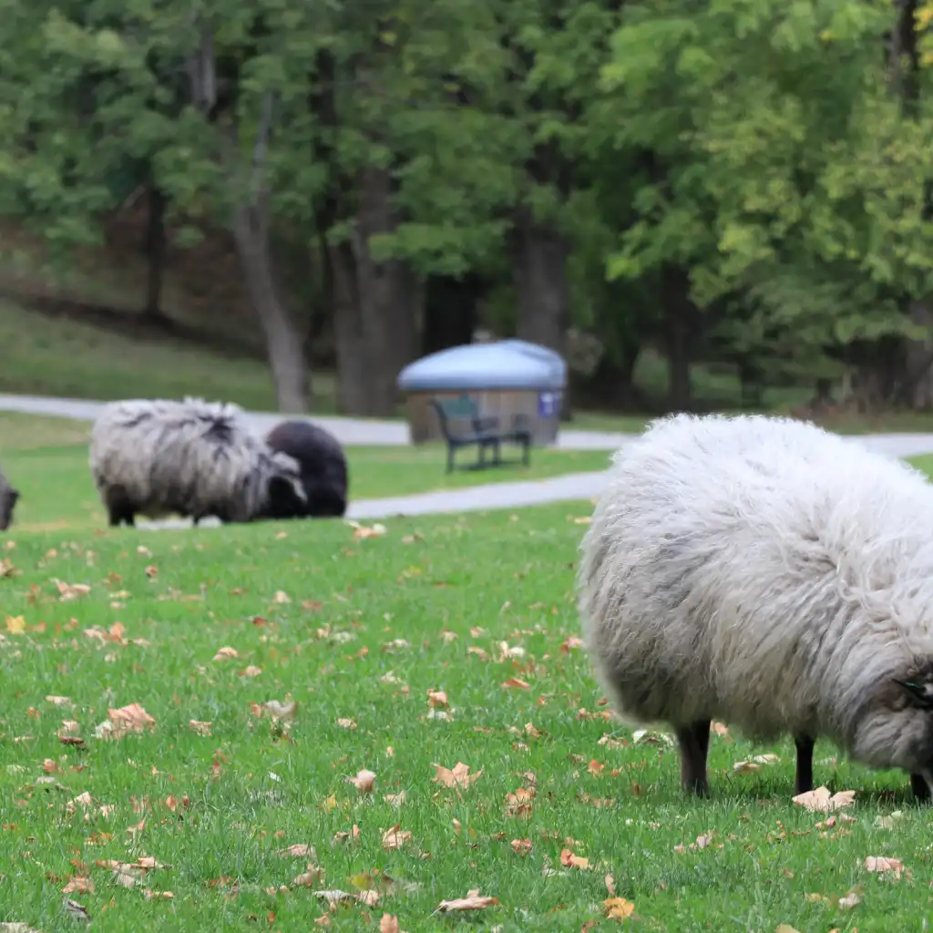 Sheep grazing on grassy meadow at Hovedoya island park near Oslo, Norway