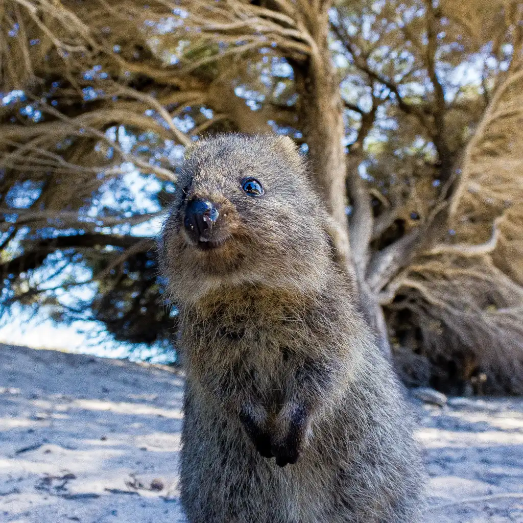 Quokka standing on Rottnest Perth sand with trees in background