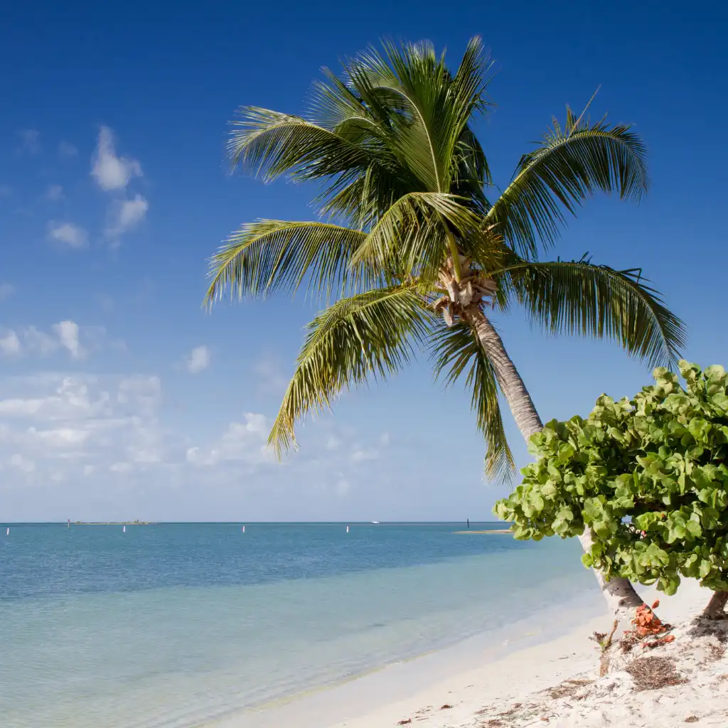Sombrero Beach Florida with leaning palm tree and calm turquoise waters on white sand beach