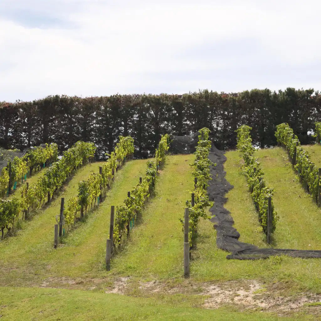Waiheke Vineyard, Auckland grapevine rows on grassy hillside with black ground cover