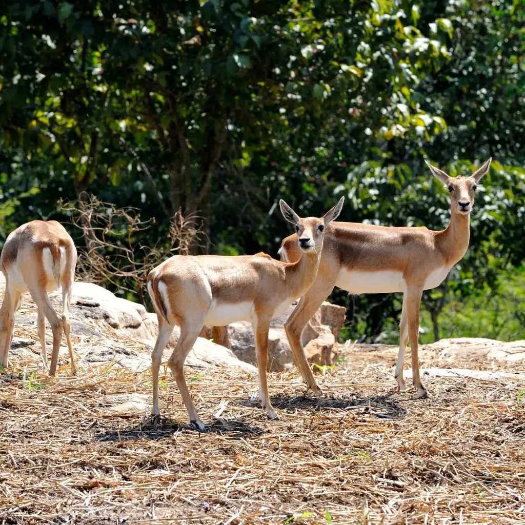 Bannerghatta National Park safari with antelopes on dry rocky grassland near Bengaluru