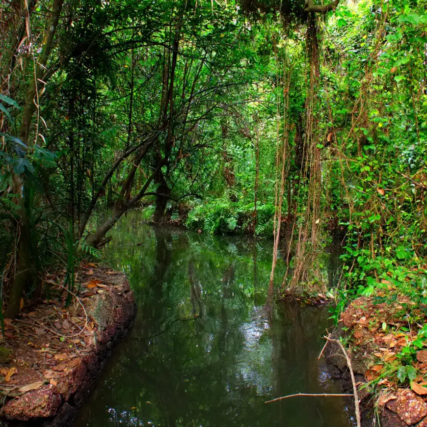 Kumarakom Bird Sanctuary's lush jungle waterway with hanging vines in Kerala backwaters