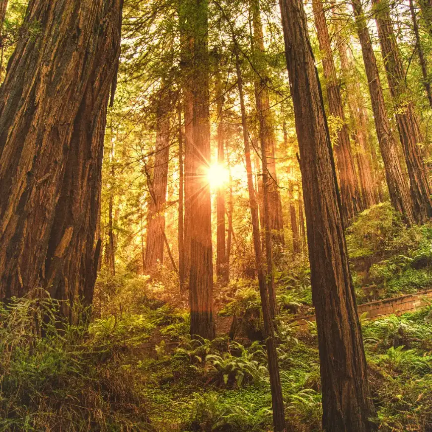 Sunlight beams through redwoods along a fern-lined trail in Muir Woods, California