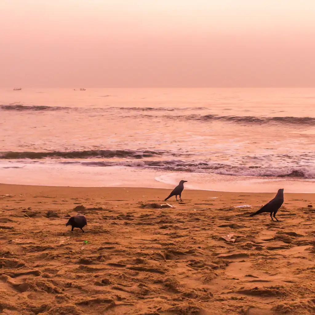 Crows on the sand at Elliot's Beach Chennai with waves at sunset