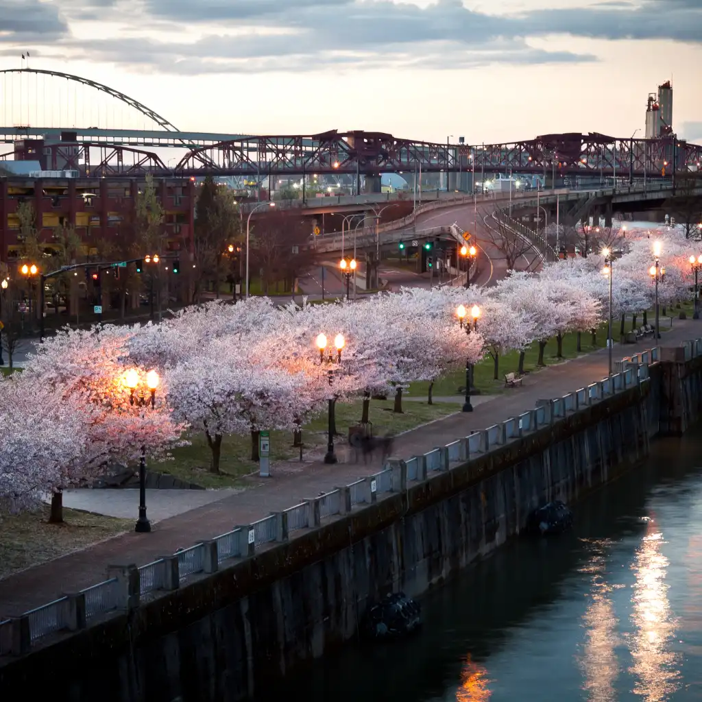 Tom McCall Waterfront Park Portland cherry blossoms along the waterfront path at dusk